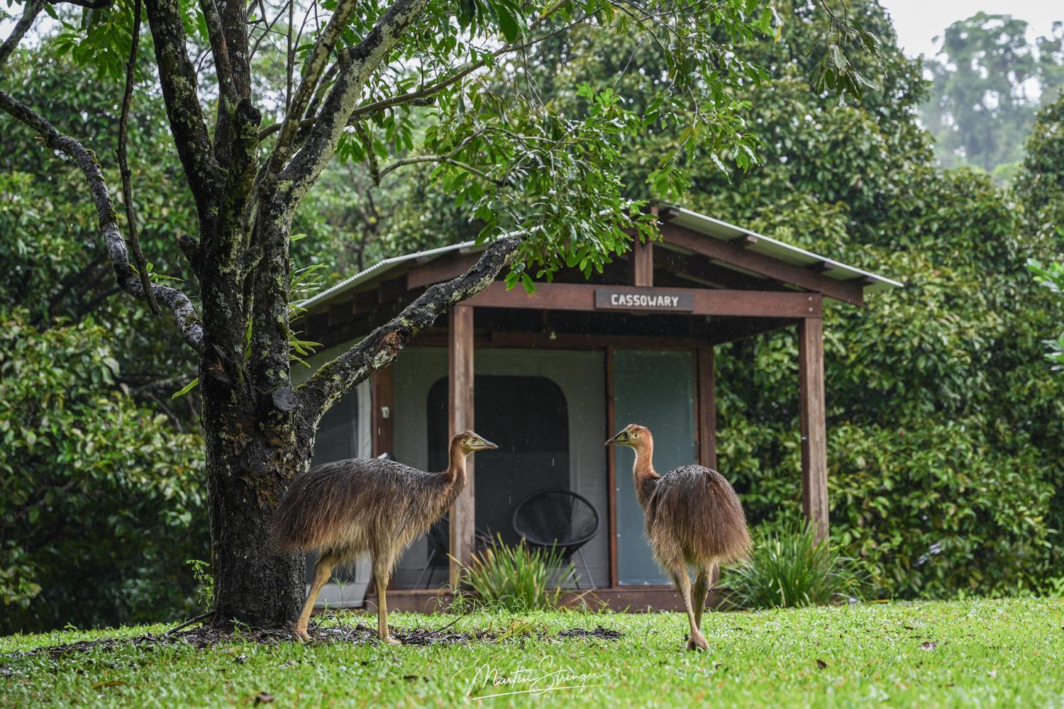 Villa Noah Creek Eco Huts Cape Tribulation Exterior foto